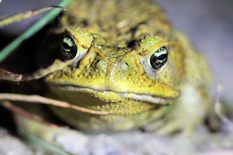 Cane Toad (Rhinella marina)